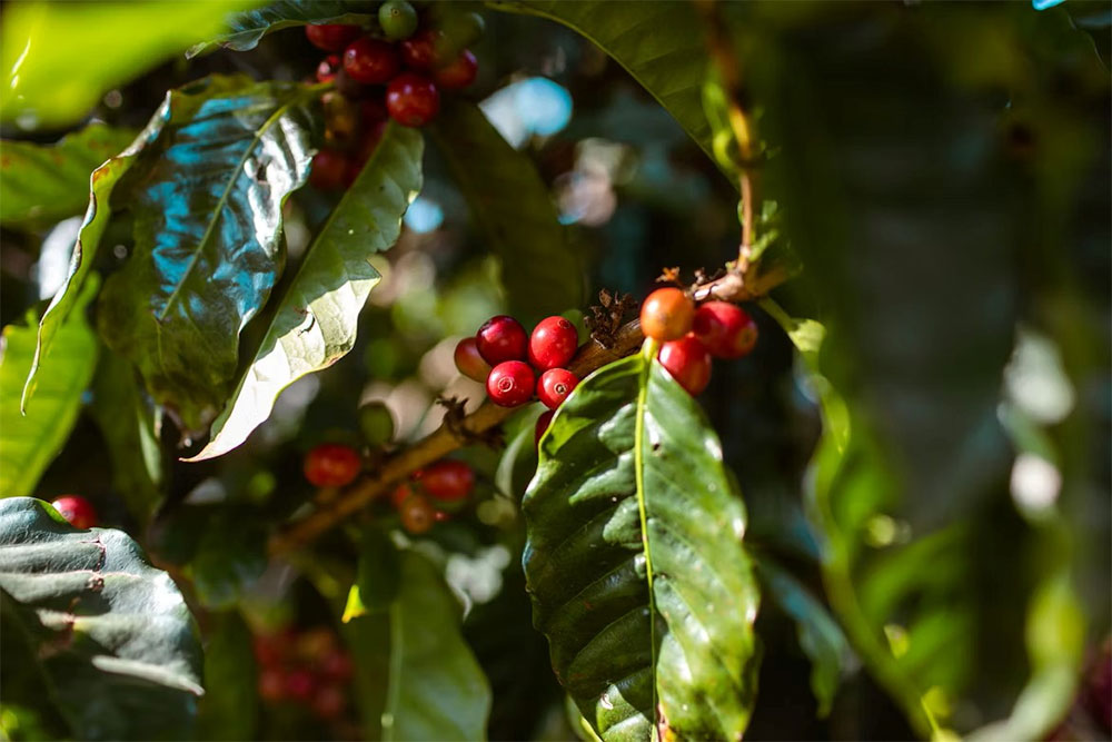 Coffee cherries