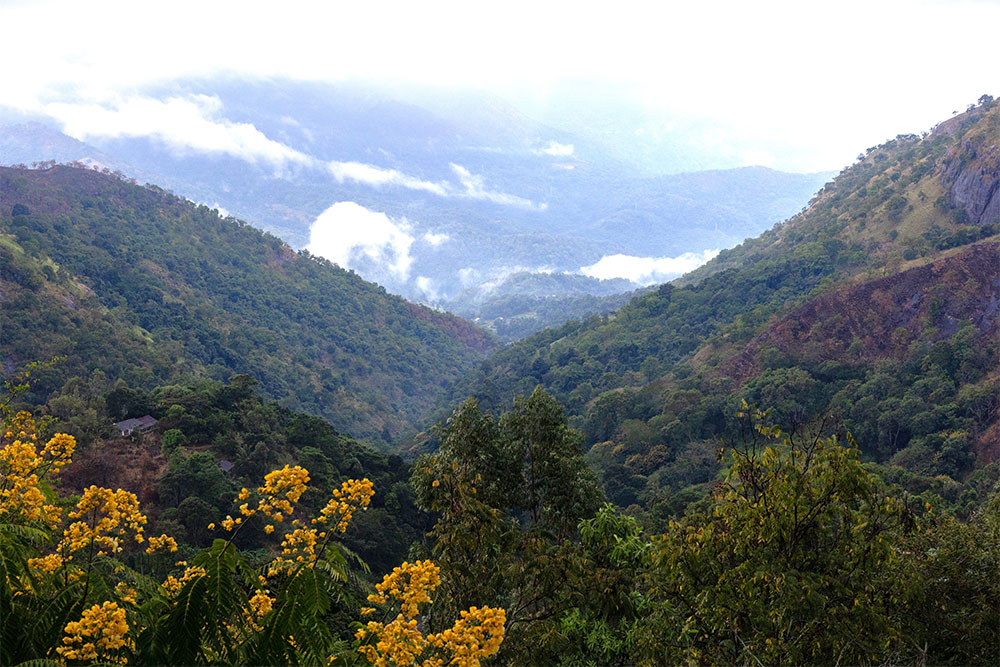 Coffee trees